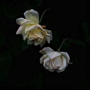 妈妈がだけの母さん歌词孕妇
